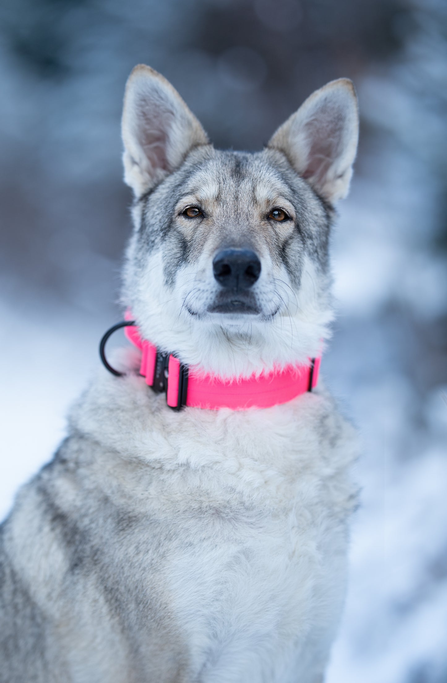 Hochwertiges taktisches Hundehalsband Neonpink Größe M