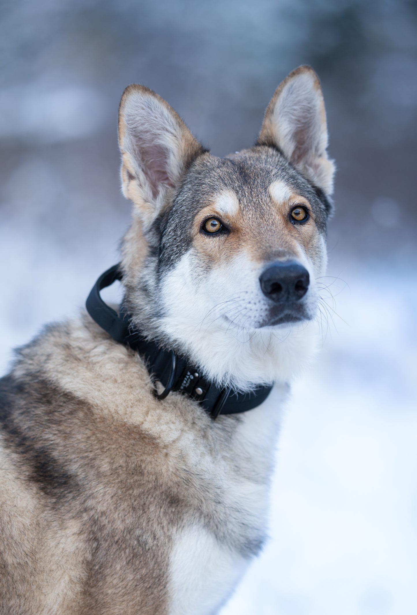 Hochwertiges taktisches Hundehalsband Schwarz Größe M