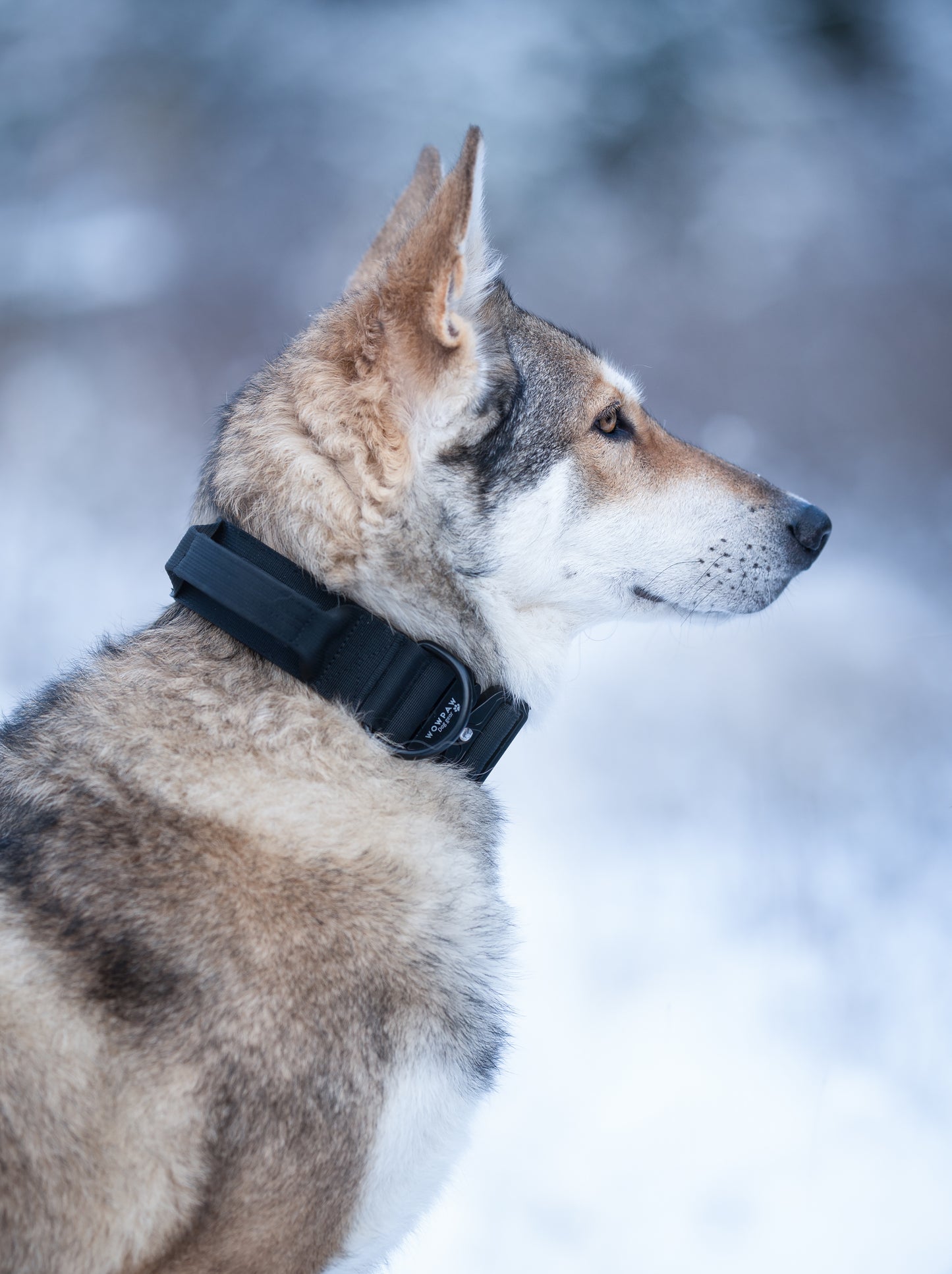 Hochwertiges taktisches Hundehalsband Schwarz Größe S