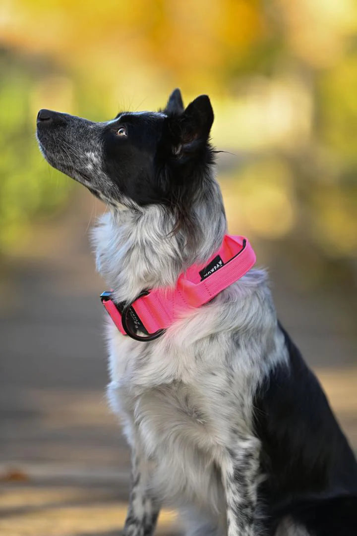 Hochwertiges taktisches Hundehalsband Neonpink Größe M