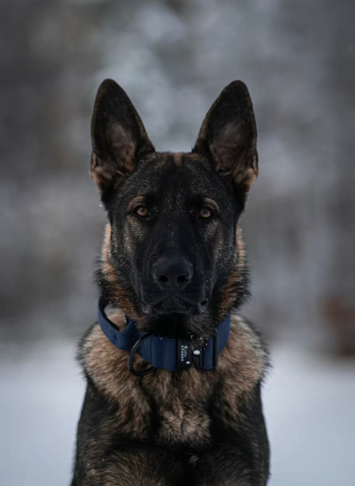 Hochwertiges taktisches Hundehalsband Navyblau Größe S