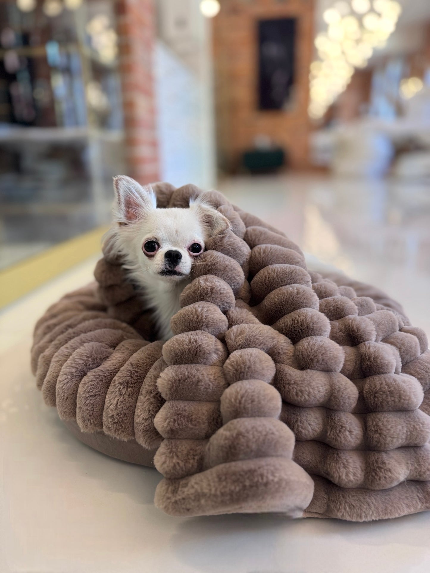Hundedecke Rabbit Monte