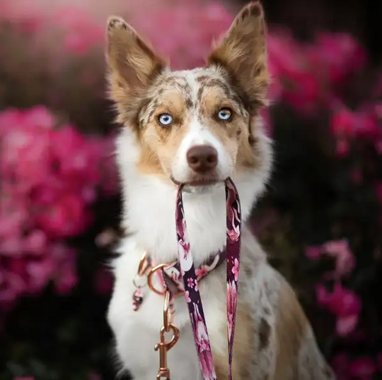 KETTU Halbzug Hundehalsband Violet Kitsune